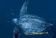 10 loài có nguy cơ tuyệt chủng năm 2012