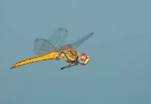 7 động vật di cư dài nhất trong tự nhiên 7 động vật di cư dài nhất trong tự nhiên