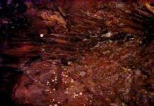 Dưới chân chúng ta là mùa gì?