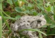 Giải mã tình ca loài ếch