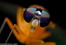 Tuyệt đẹp những côn trùng... "ngoài hành tinh"!