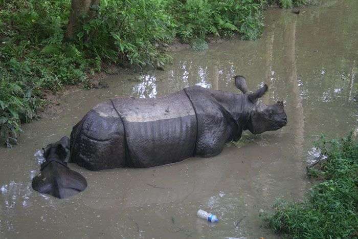 10 loài có nguy cơ tuyệt chủng năm 2012