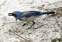 Chim cũng làm đám ma Chim cũng làm đám ma