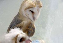 Giấc ngủ ảnh hưởng đến màu lông của cú? Giấc ngủ ảnh hưởng đến màu lông của cú?