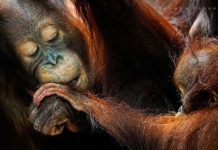 Đười ươi bị stress vì khách du lịch