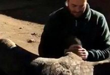 Chim khổng lồ bay về thăm ân nhân cứu mạng lúc nhỏ