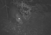 "Săn" được ảnh hà mã lùn sắp tuyệt chủng