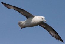 Chim bay nhanh hơn do biến đổi khí hậu