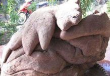 Xôn xao tin củ khoai có hình dáng kỳ lạ