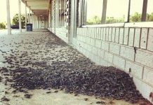 Dế "khủng bố" tiểu bang Mỹ trong mùa giao phối