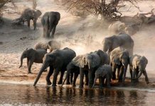 Voi có thể dự báo bão từ khoảng cách rất xa