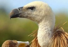 Môi trường sẽ ra sao nếu toàn bộ loài kền kền bị tuyệt diệt