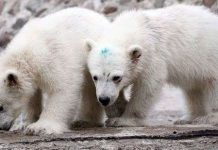 Giao phối khác loài làm gấu trắng tuyệt chủng