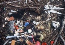 Chim biển sẽ chết dần vì nuốt rác nhựa