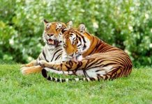 Chuyện yêu đương của vị chúa rừng xanh