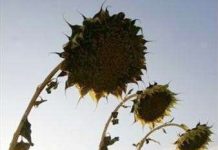 Châu Âu sẽ có những mùa hè nóng bức