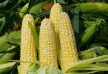 Mexico lai tạo thành công giống ngô chịu khô hạn Mexico lai tạo thành công giống ngô chịu khô hạn