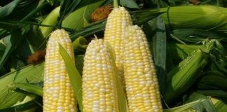 Mexico lai tạo thành công giống ngô chịu khô hạn