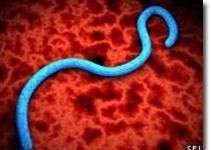 Giải mã thành công bộ gen virus Ebola