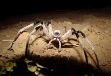 Phát hiện loài nhện mới khổng lồ ở Trung Đông