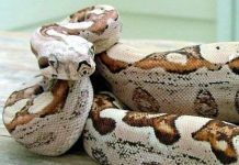 Trăn Nam Mỹ đe dọa một hòn đảo