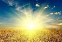 Tìm ra cách trồng cây "đẻ" ra vàng