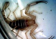 Phát hiện bọ cạp hiếm tại Việt Nam