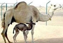 Lạc đà nhân bản đầu tiên trên thế giới chào đời Lạc đà nhân bản đầu tiên trên thế giới chào đời