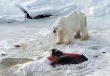 Gấu Bắc Cực ăn thịt cá heo do biến đổi khí hậu