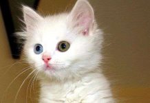 10 động vật dễ thương là “quái thú” ăn thịt đồng loại