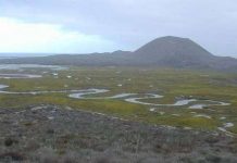 Động thực vật ký sinh vượt trội kẻ ăn thịt ở các vùng cửa sông