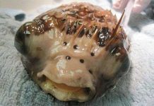 Phẫu thuật mắt cho ... cá nóc