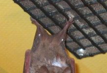 Các loài dơi không hạ cánh giống nhau