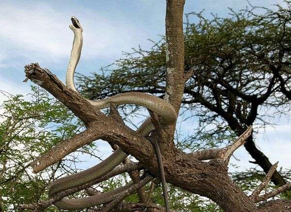 Cận cảnh loài rắn độc dài nhất châu Phi