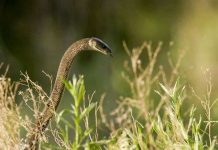 Cận cảnh loài rắn độc dài nhất châu Phi