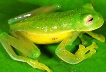 Phát hiện thêm 10 loài lưỡng cư kỳ lạ Phát hiện thêm 10 loài lưỡng cư kỳ lạ