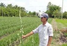 Ứng dụng công nghệ sinh học tạo nguồn hoa huệ sạch bệnh