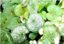 Kiên Giang: Chính thức công bố loài thực vật mới được phát hiện Kiên Giang: Chính thức công bố loài thực vật mới được phát hiện