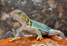 Động vật máu lạnh có khả năng thích ứng nhanh với biến đổi khí hậu Động vật máu lạnh có khả năng thích ứng nhanh với biến đổi khí hậu