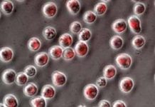 Viên con nhộng với kích thước phân tử có thể vận chuyển thuốc tới những tế bào xác định