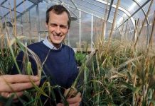 Tạo giống lúa sống trên đất nhiễm mặn Tạo giống lúa sống trên đất nhiễm mặn