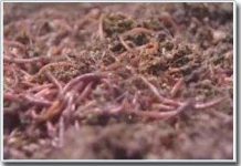 Những thí nghiệm lạ lùng