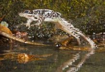 10 loài động vật có khả năng kỳ lạ 10 loài động vật có khả năng kỳ lạ