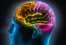 Não bộ của con người khó thông minh hơn nữa