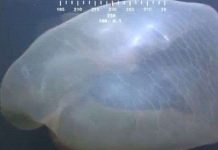 Phát hiện siêu sinh vật bí hiểm dưới đáy biển