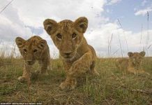 Giấu camera dưới phân voi để chụp trộm sư tử Giấu camera dưới phân voi để chụp trộm sư tử