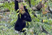 Vượn Cao Vít tại Việt Nam gia tăng số lượng