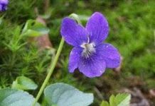 Hương hoa Đổng thảo ngăn ung thư tiền liệt tuyến