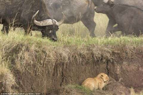 Giấu camera dưới phân voi để chụp trộm sư tử