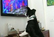 Kênh truyền hình dành cho… cún cưng